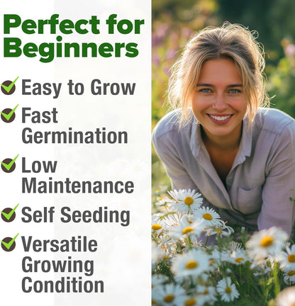 HOME GROWN German Chamomile Seed Pack 2,280 Non GMO Heirloom Seeds for Planting for Sustainable Gardens and Soothing Medicinal Herbal Teas (Matricaria chamomilla)